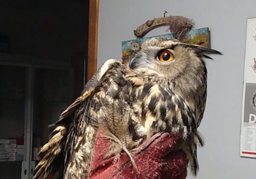 Il gufo reale recuperato a Chambave Il gufo reale recuperato a Chambave