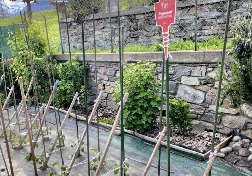I pomodori dell'oratorio