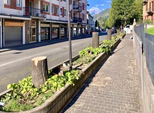 I tigli tagliati in via Saint Martin