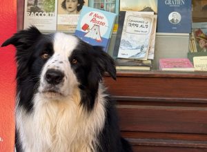 Il border collie Thor