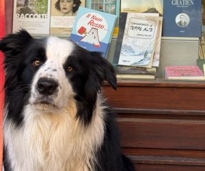 Il border collie Thor