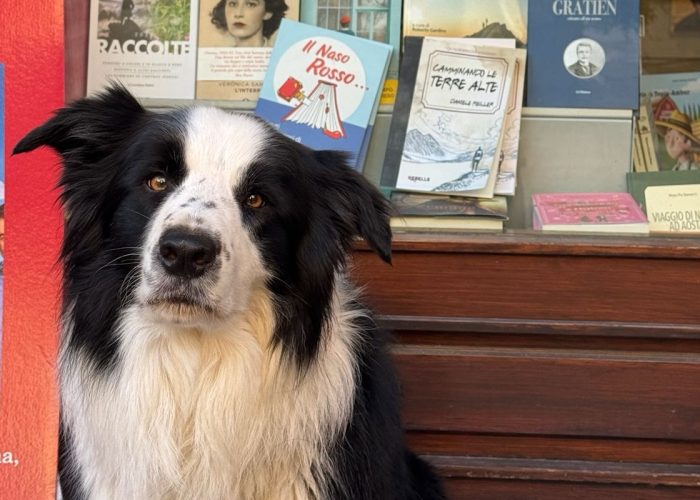 Il border collie Thor