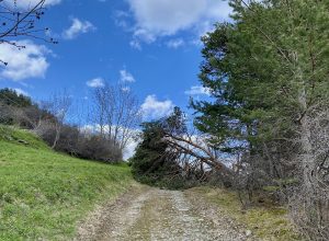 Albero caduto sentiero smottamenti alluvione frane