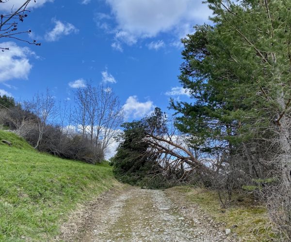 Albero caduto sentiero smottamenti alluvione frane