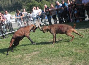 Batailles des Chèvres