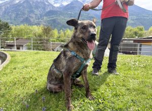 Lupa - Canile e Gattile regionale Adotta un amico