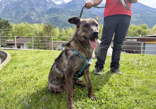 Lupa - Canile e Gattile regionale Adotta un amico