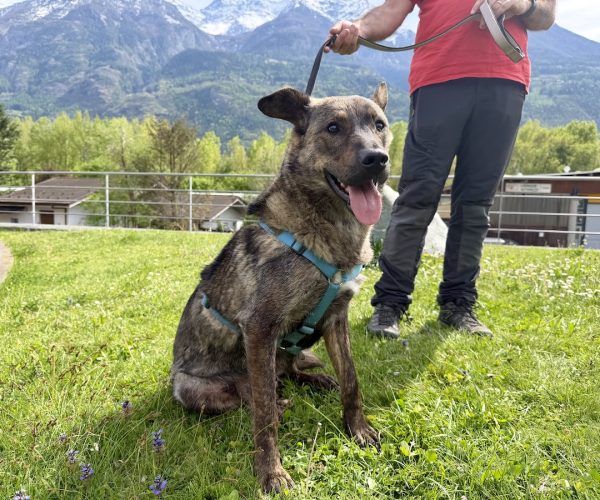 Lupa - Canile e Gattile regionale Adotta un amico