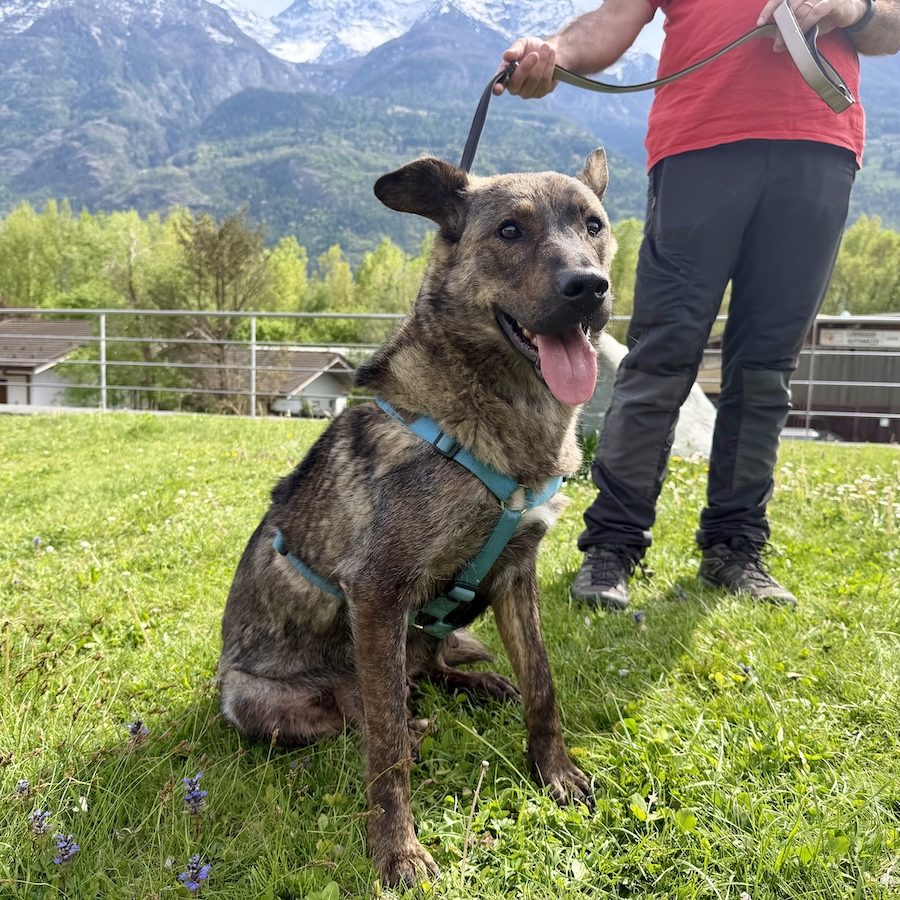 Lupa - Canile e Gattile regionale Adotta un amico