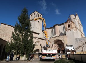 Il posizionamento dell'abete rosso ad Assisi