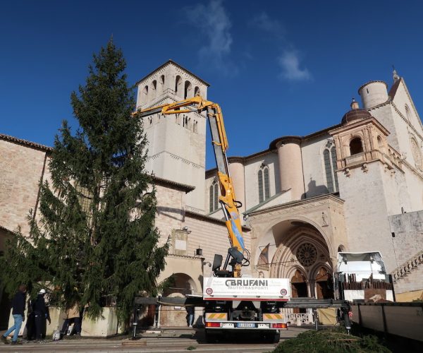 Il posizionamento dell'abete rosso ad Assisi