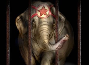 Il manifesto usato da Avapa contro l'esibizione del circo