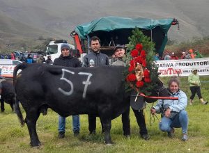 Youki di Claudio Berthod, vincitrice in prima categoria a Ollomont