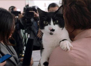La mécanique des choses il gatto tito