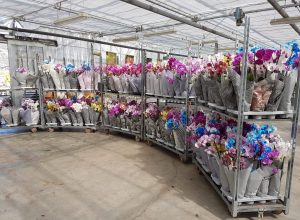 Le orchidee donate da Isavivai al Parini