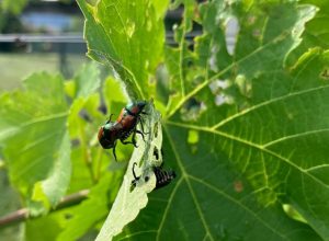 Lo scarabeo giapponese nelle vigne di Donnas