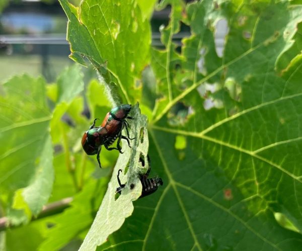 Lo scarabeo giapponese nelle vigne di Donnas