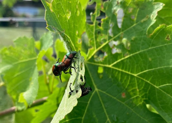 Lo scarabeo giapponese nelle vigne di Donnas