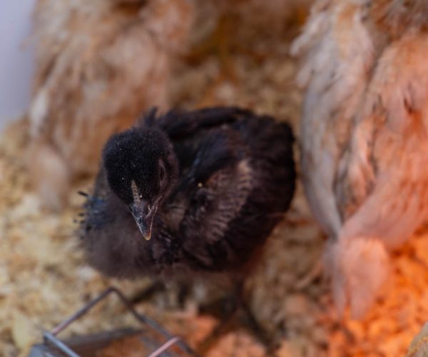 Lou courtì e lou poulayé