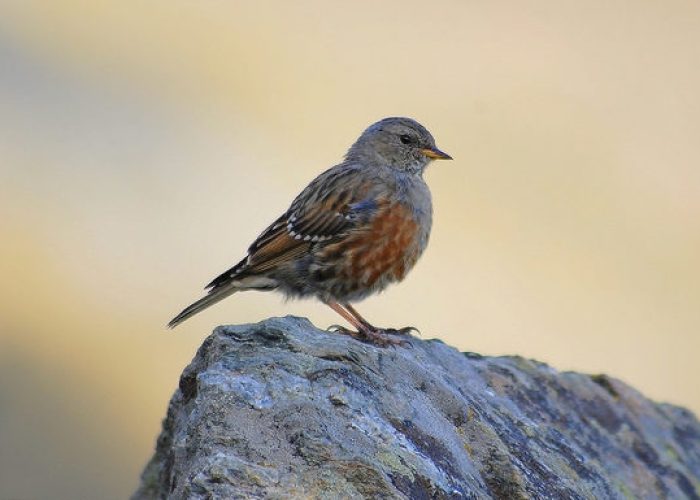 Luigi Rupani avifauna valdostana