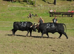 Batailles des moudzons