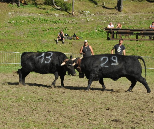 Batailles des moudzons