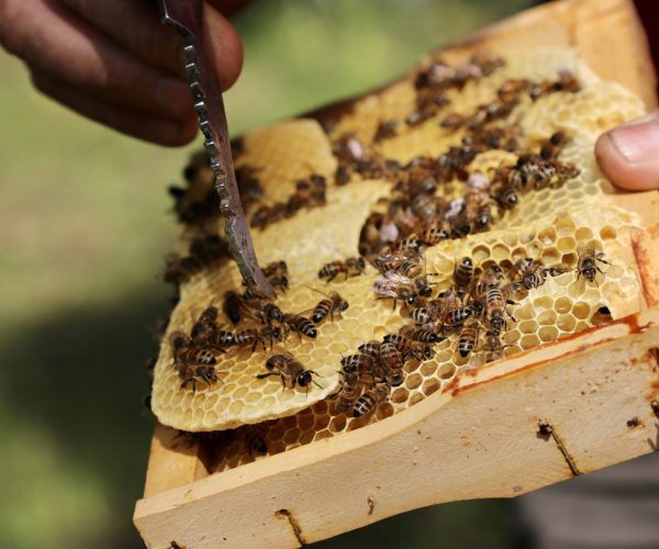 Miele Merivot Saint Marcel