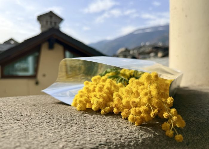 Mimose