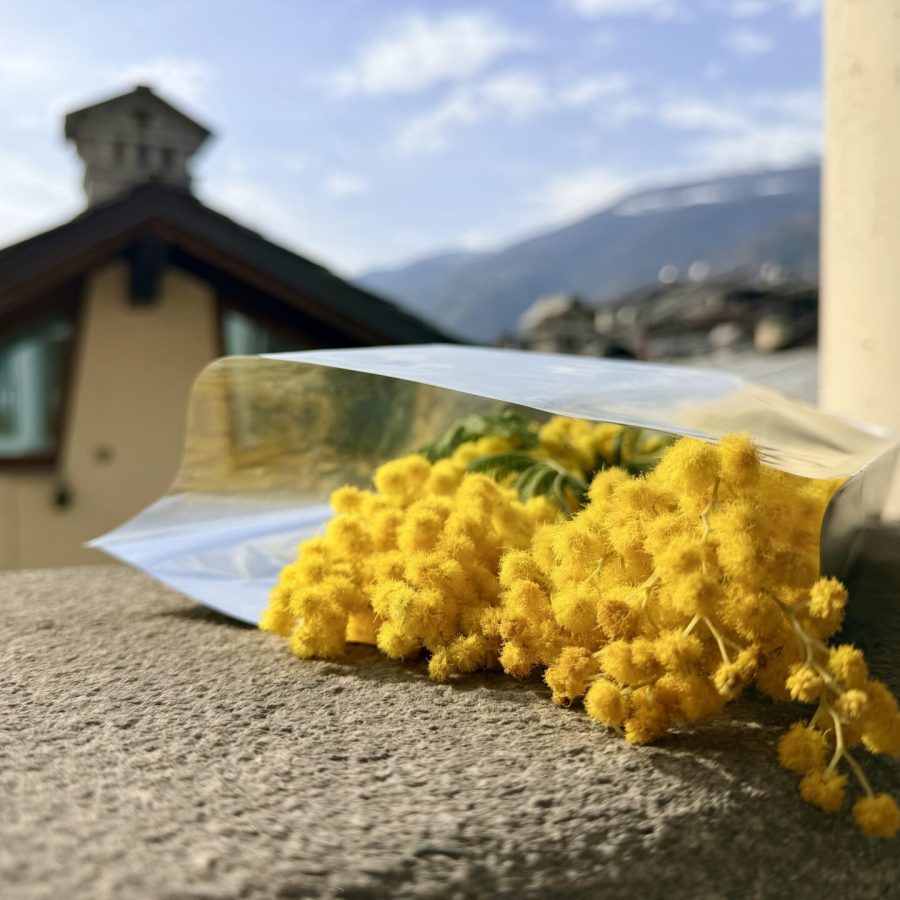 Mimose
