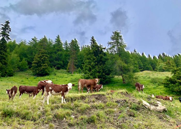 Mucche - Foto di AostaSera