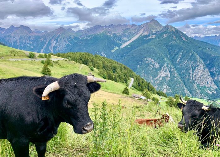 Mucche - Foto di AostaSera