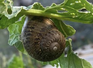 Lumache La Vache Folle
