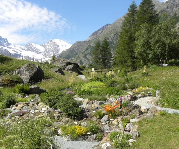 Paradisia - Foto Archivio Fondation Grand Paradis