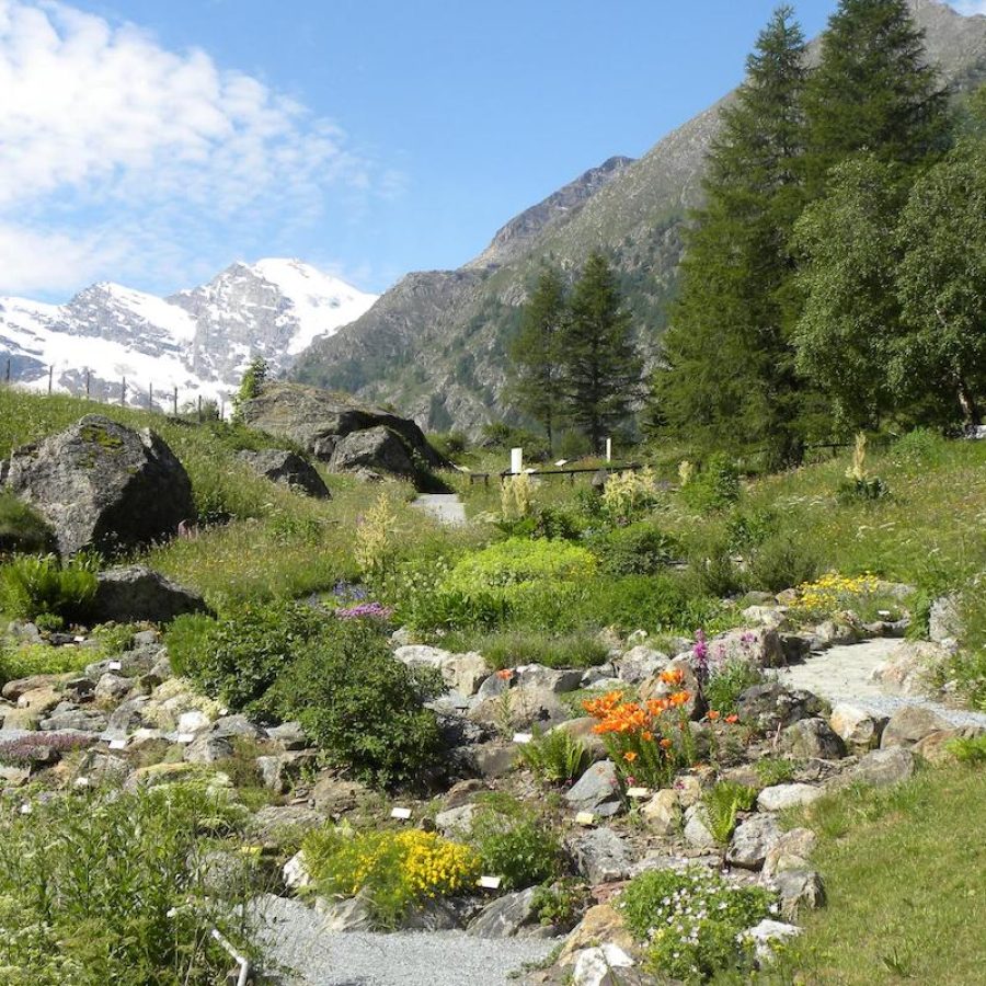 Paradisia - Foto Archivio Fondation Grand Paradis