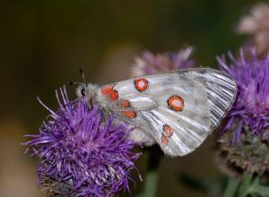 Parnassius apollo