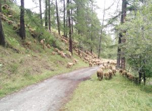 Pascolo pecore