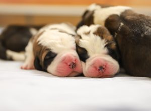 Photos cuccioli di Djune - (c) Fondation Barry-Deborah Dini