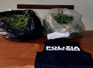 Le piantine sequestrate al 26enne denunciato.