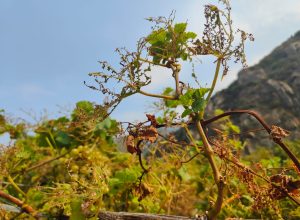 Popilia japonica ad Arnad
