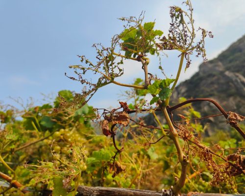 Popilia japonica ad Arnad