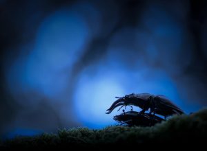 Prima assoluta Elisa Confortini