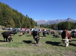 Rassegne autunnali Arev