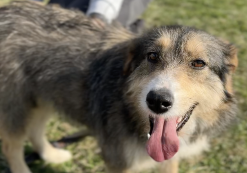 Regina Adotta un amico