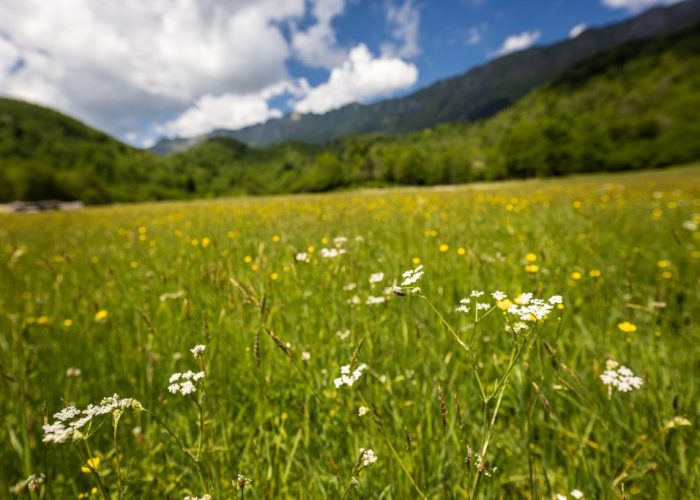 Il manifesto “Salviamo i prati stabili, i pascoli e i pastori”