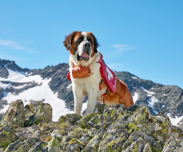 San Bernardo Barryland