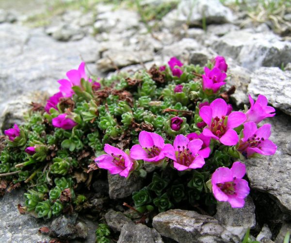 Saxifraga oppositifolia