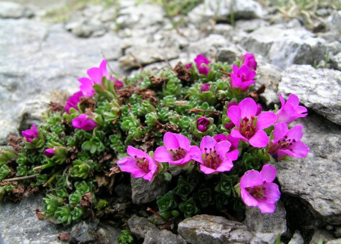 Saxifraga oppositifolia