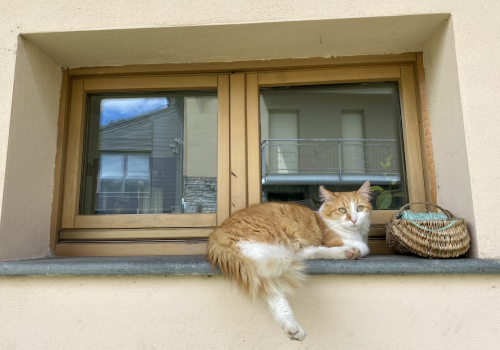 Gatto, immagine archivio