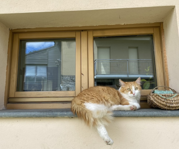 Gatto, immagine archivio