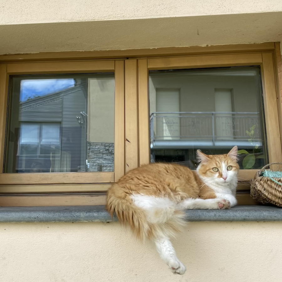 Gatto, immagine archivio